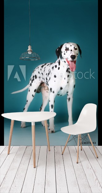 Picture of Dalmatian dog with tongue out